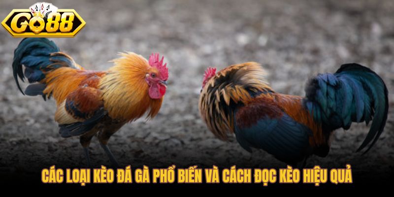 Kèo đá gà phổ biến kèm cách đọc tỷ lệ trước khi đặt cược