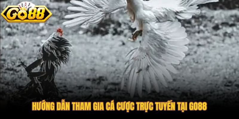 Trình tự cá cược đá gà trực tuyến dành cho người mới tại Go88